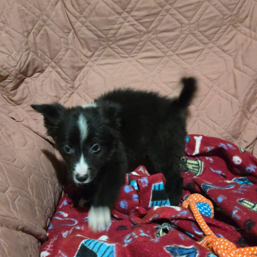 Enlarge Raven, a Adoptable mixed breed in Washington, DC image 5/5