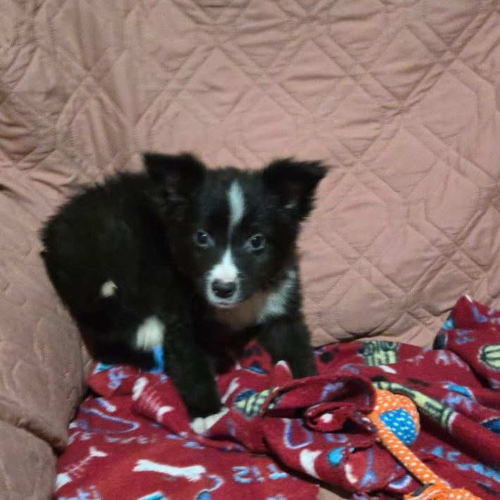 Enlarge Raven, a Adoptable mixed breed in Washington, DC image 1/5