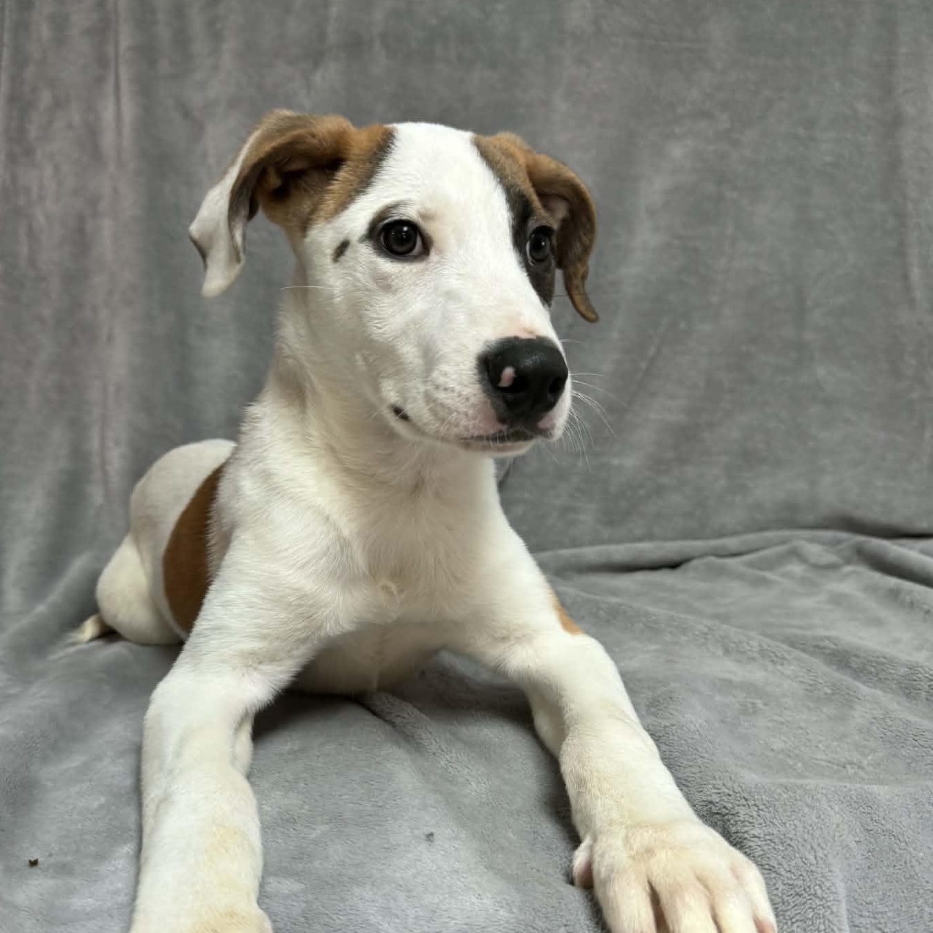 Bernie, an adopted Mixed Breed in Waterloo, IA image 4/4