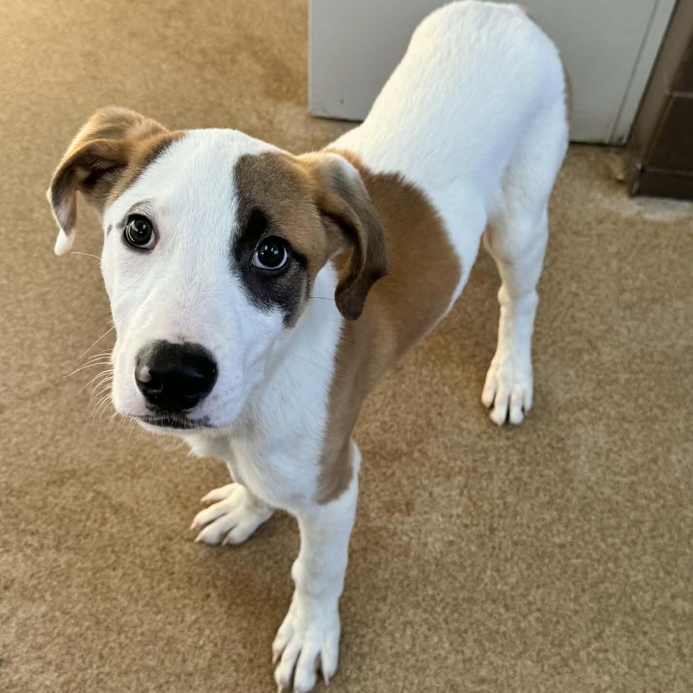Bernie, an adopted Mixed Breed in Waterloo, IA image 3/4