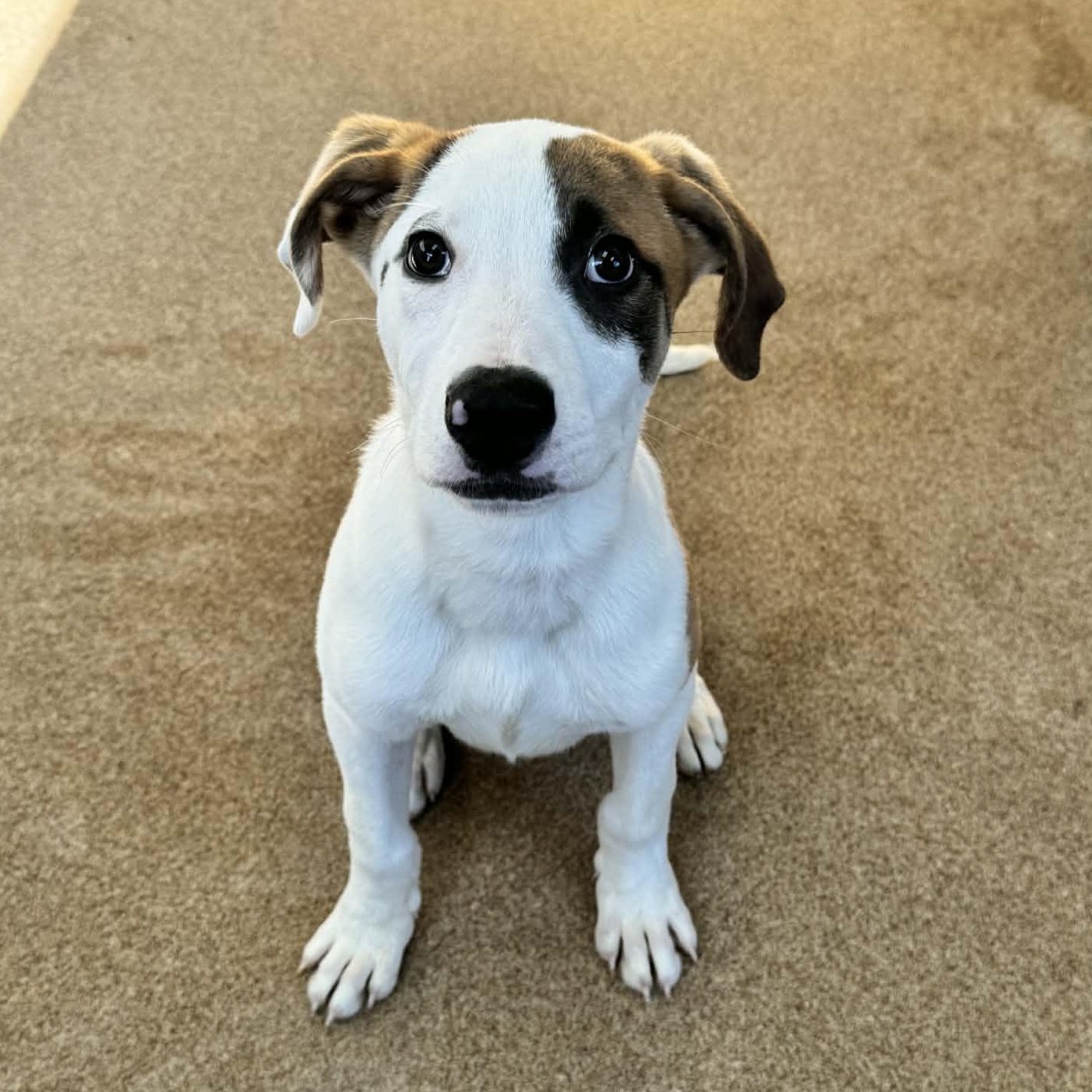 Bernie, an adopted Mixed Breed in Waterloo, IA image 1/4