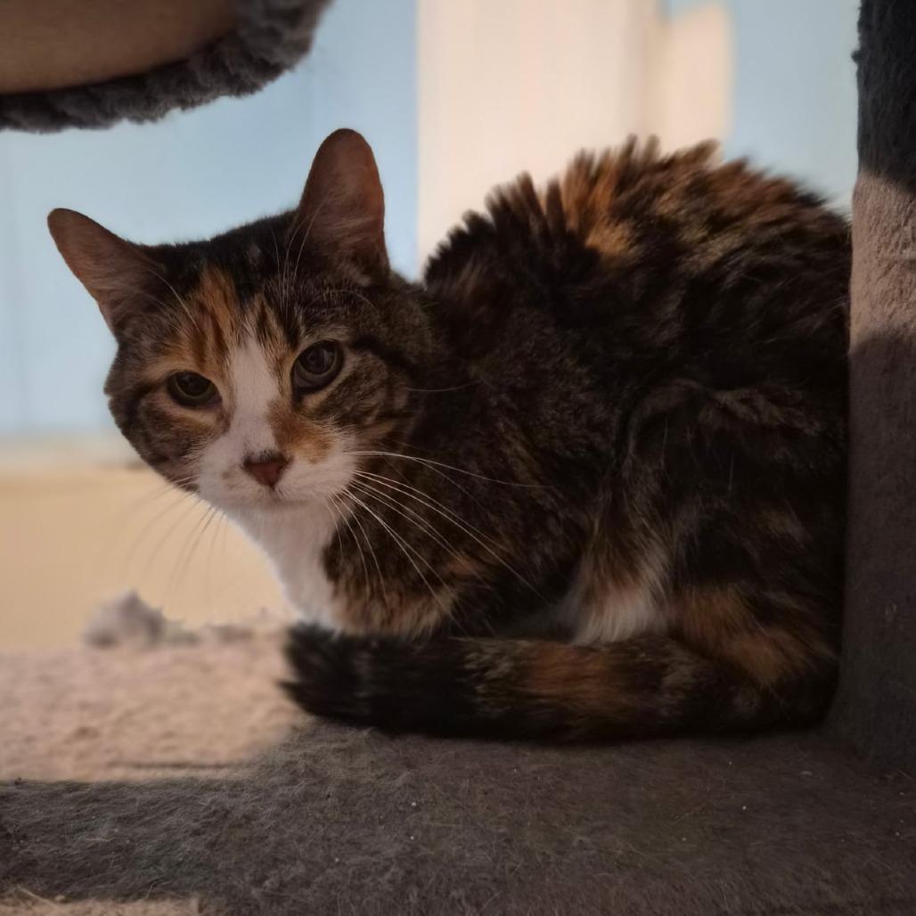 Enlarge Myrtle, a Adoptable Domestic Short Hair in Gilbert, SC image 3/5