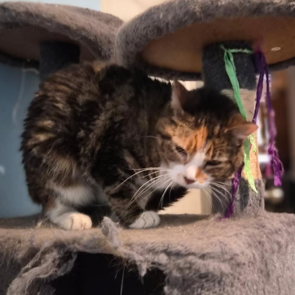 Enlarge Myrtle, a Adoptable Domestic Short Hair in Gilbert, SC image 4/5