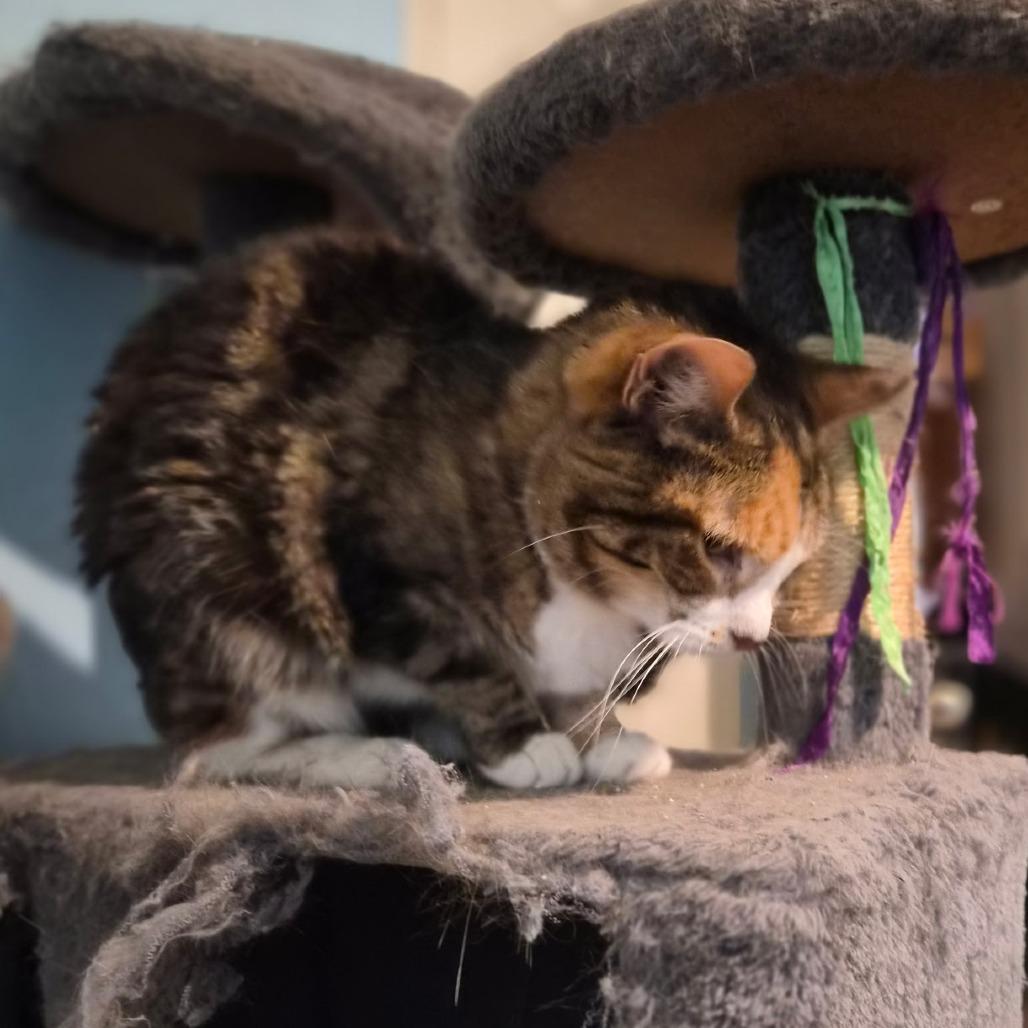 Enlarge Myrtle, a Adoptable Domestic Short Hair in Gilbert, SC image 2/5