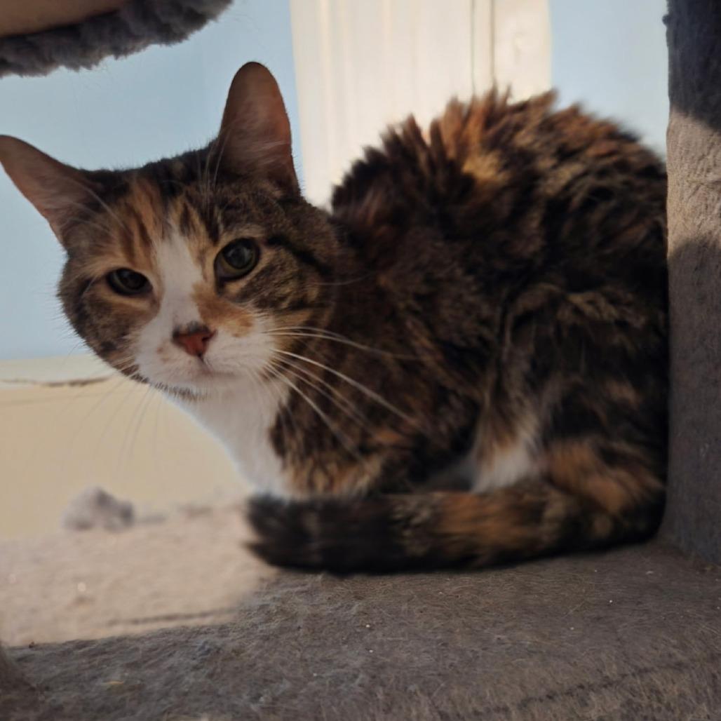 Myrtle, Adoptable, Senior Female Domestic Short Hair.
