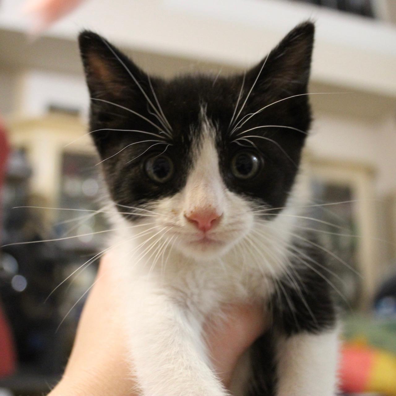 Enlarge Bitsy - The B Bunch, a ADOPTABLE mixed breed in Houston, TX image 2/6