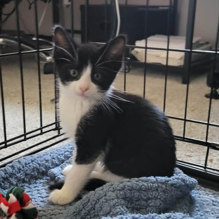 Enlarge Bitsy - The B Bunch, a ADOPTABLE mixed breed in Houston, TX image 3/6