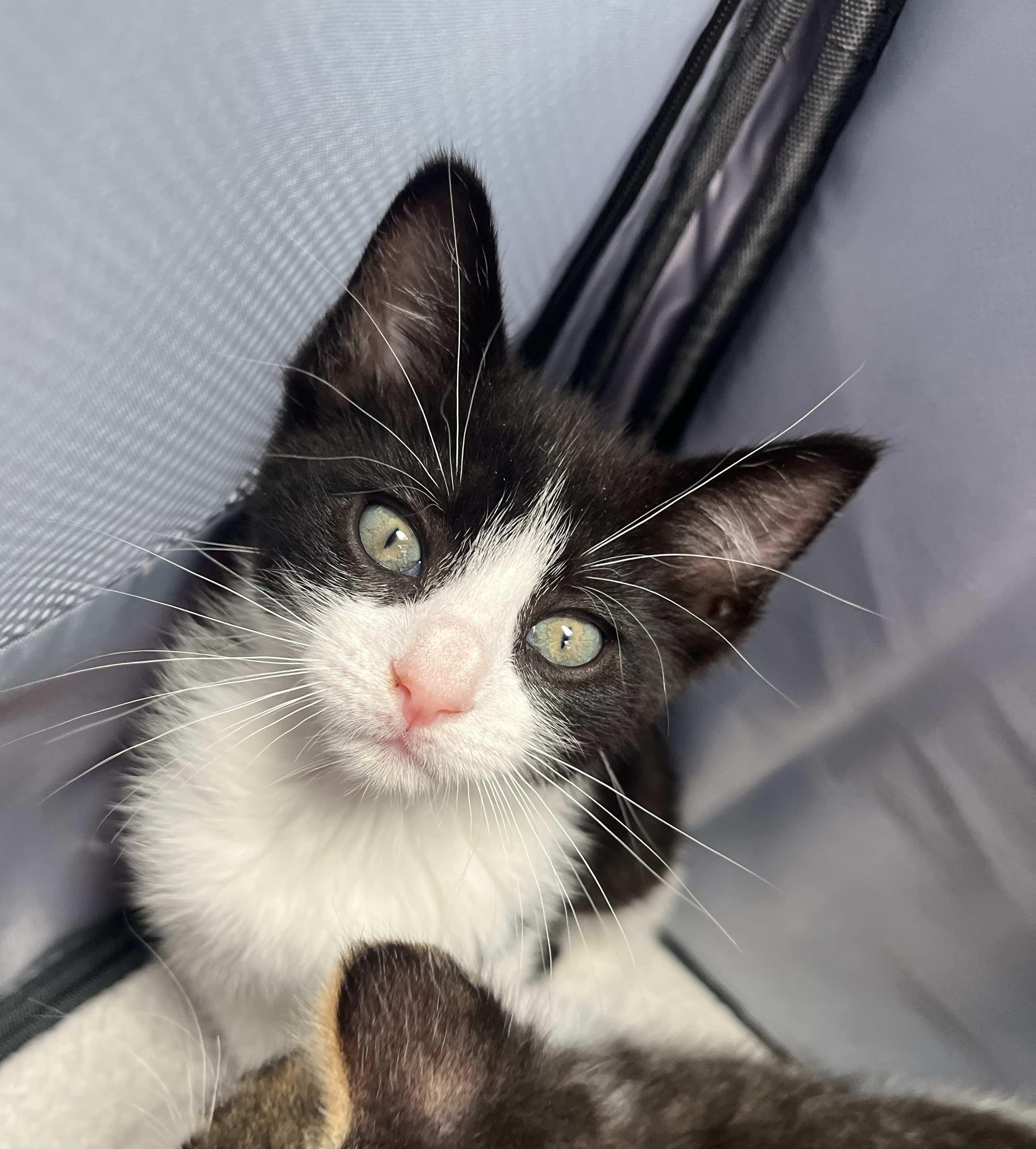 Bitsy - The B Bunch, ADOPTABLE, Kitten Female Tuxedo.