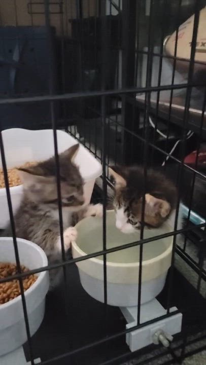 Enlarge Bitsy - The B Bunch, a ADOPTABLE mixed breed in Houston, TX video 5/6