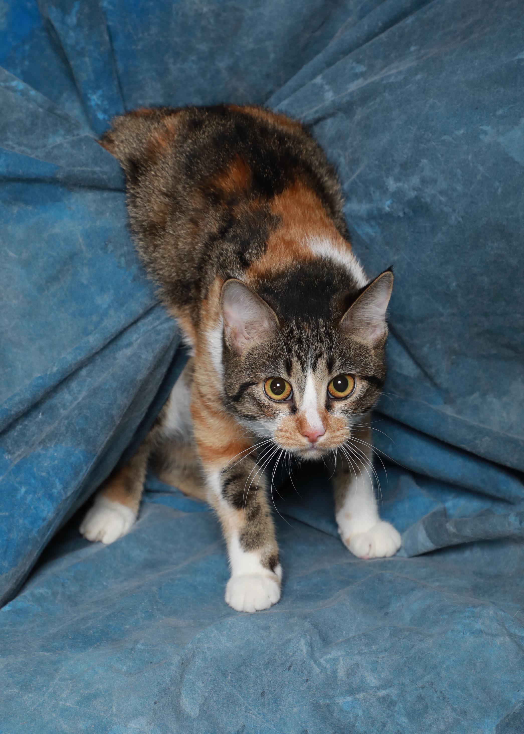 Lucy , Adoptable, Young Female Domestic Short Hair.