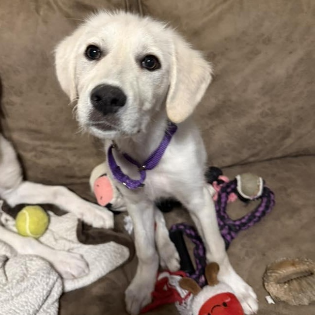 Enlarge Sweet Cream, a ADOPTABLE mixed breed in Racine, WI image 1/3