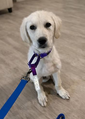 Enlarge Sweet Cream, a ADOPTABLE mixed breed in Racine, WI image 2/3