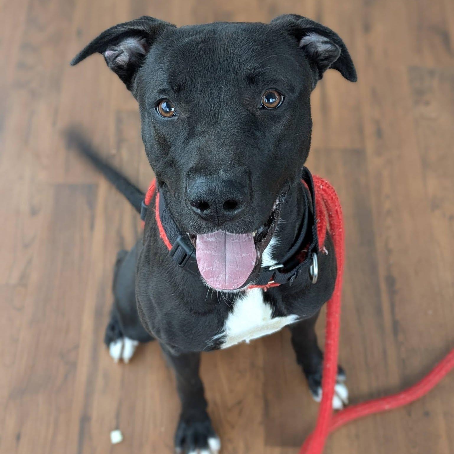 Enlarge Chuck, a ADOPTABLE Terrier in North Syracuse, NY image 4/4