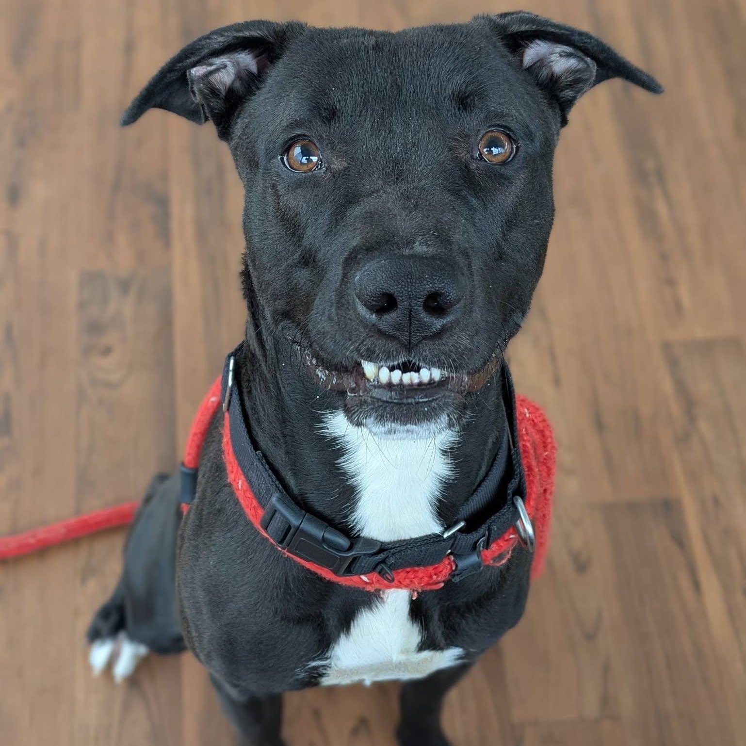 Chuck, ADOPTABLE, Young Male Terrier.