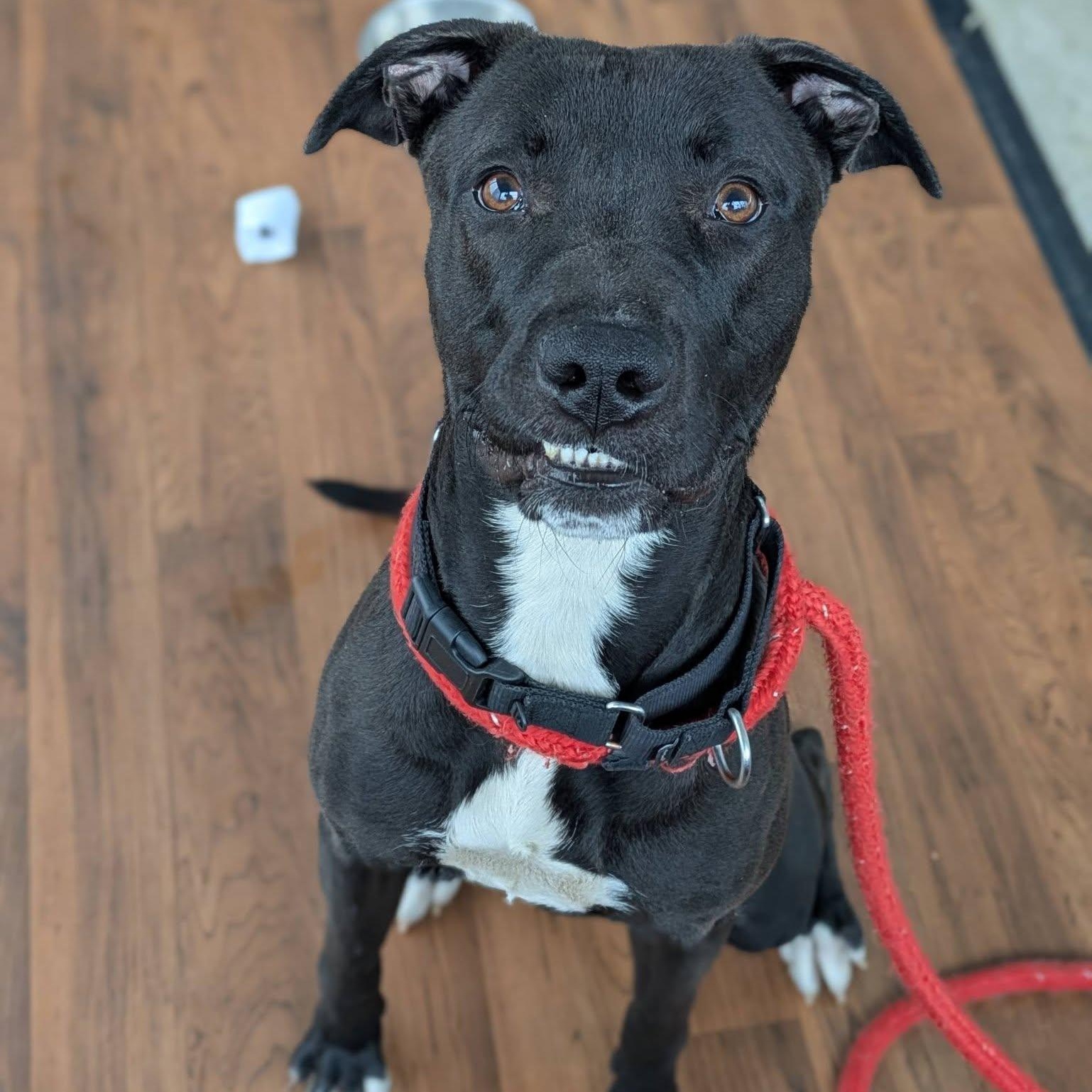 Enlarge Chuck, a ADOPTABLE Terrier in North Syracuse, NY image 3/4