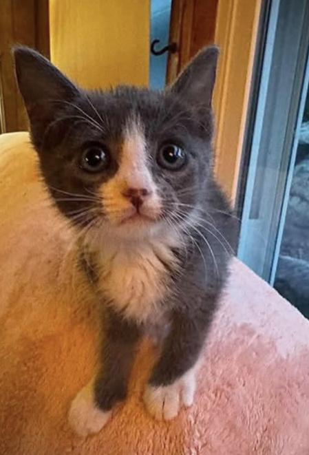 Anna, Adoptable, Young Female American Shorthair.