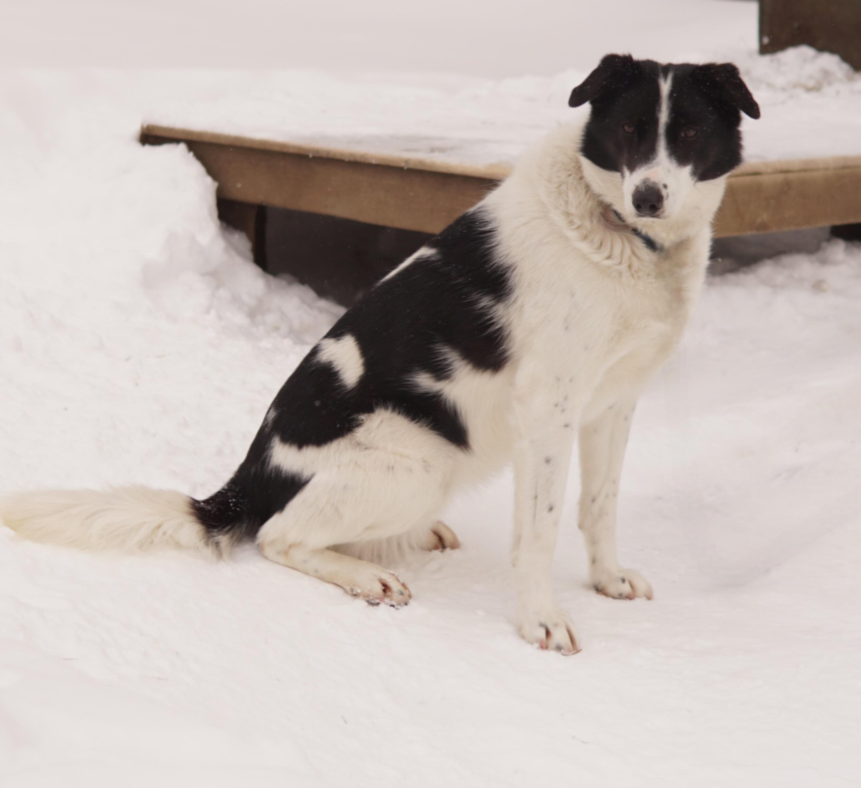 Moo, ADOPTABLE, Adult Female Husky.