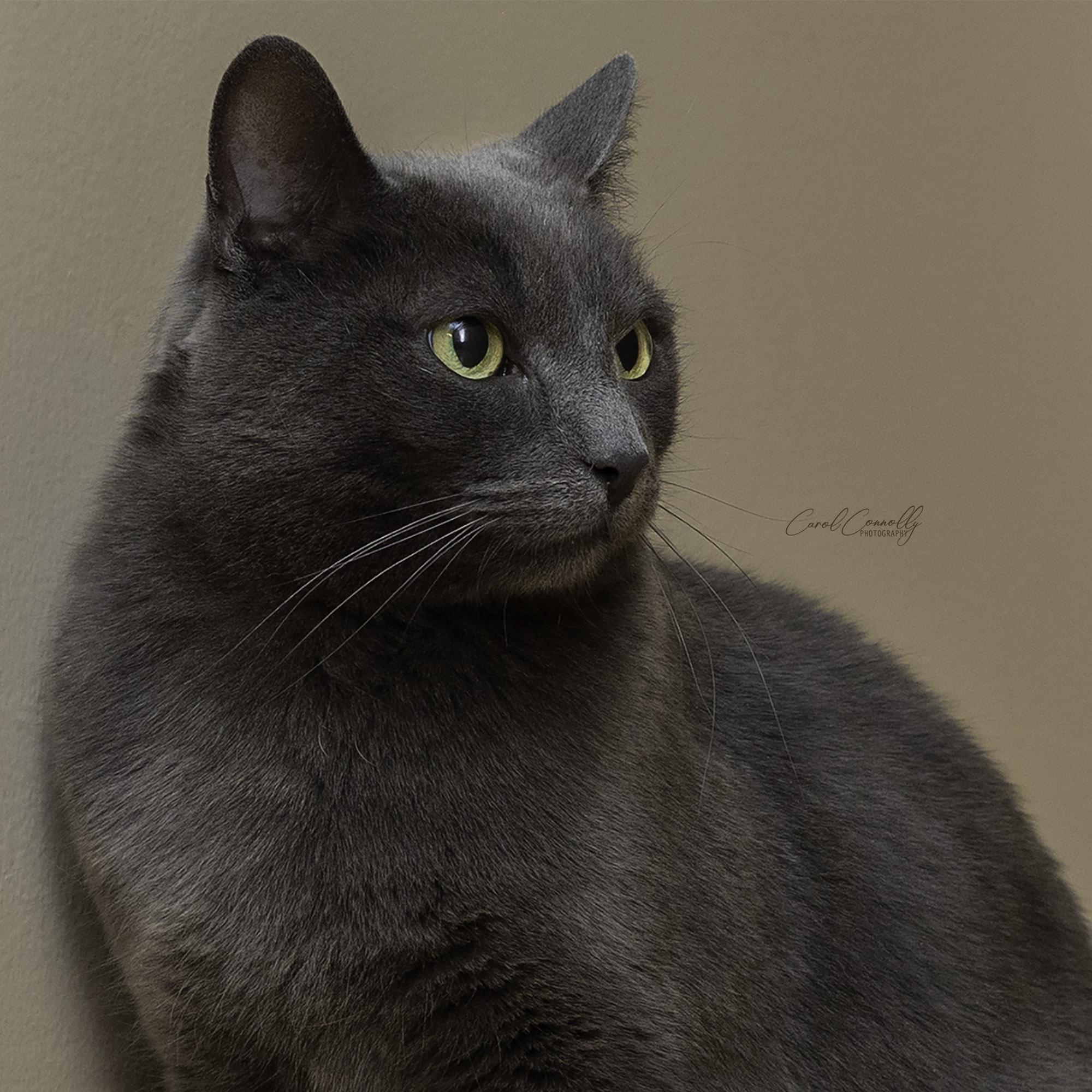 Enlarge Felix, a ADOPTABLE Domestic Short Hair in Wakefield, QC image 4/6