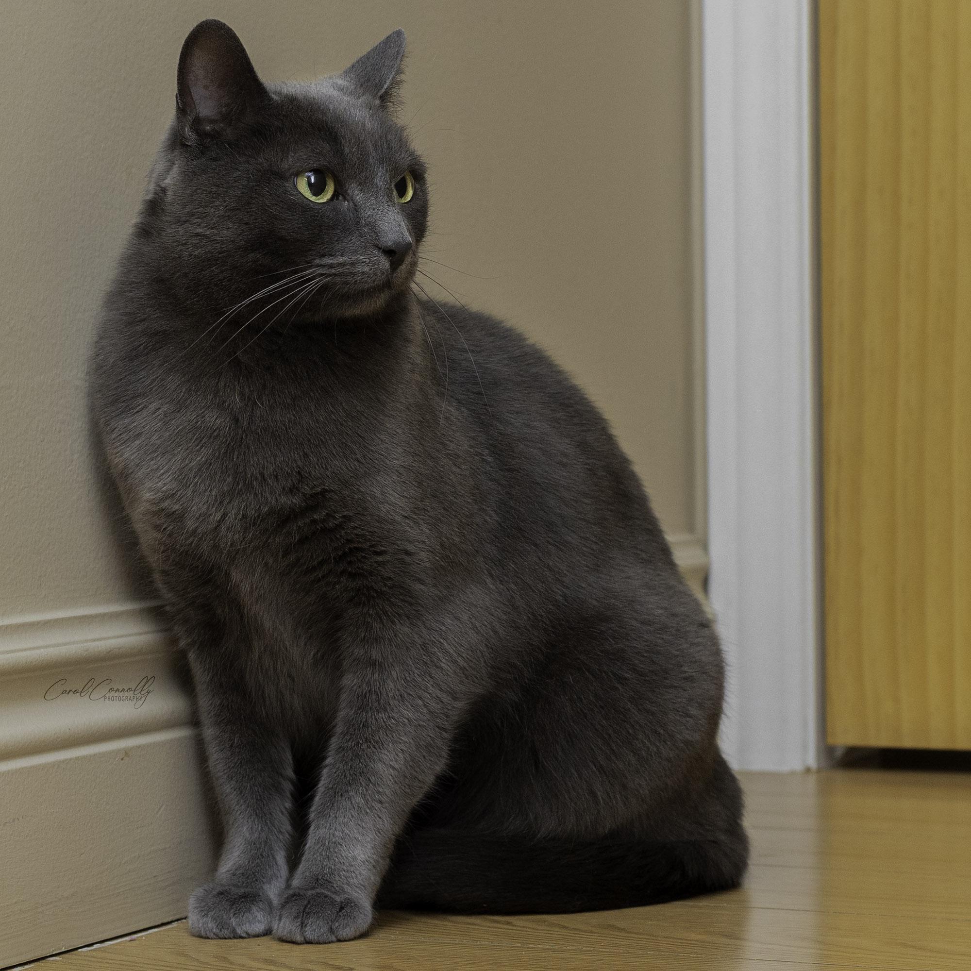 Enlarge Felix, a ADOPTABLE Domestic Short Hair in Wakefield, QC image 3/6