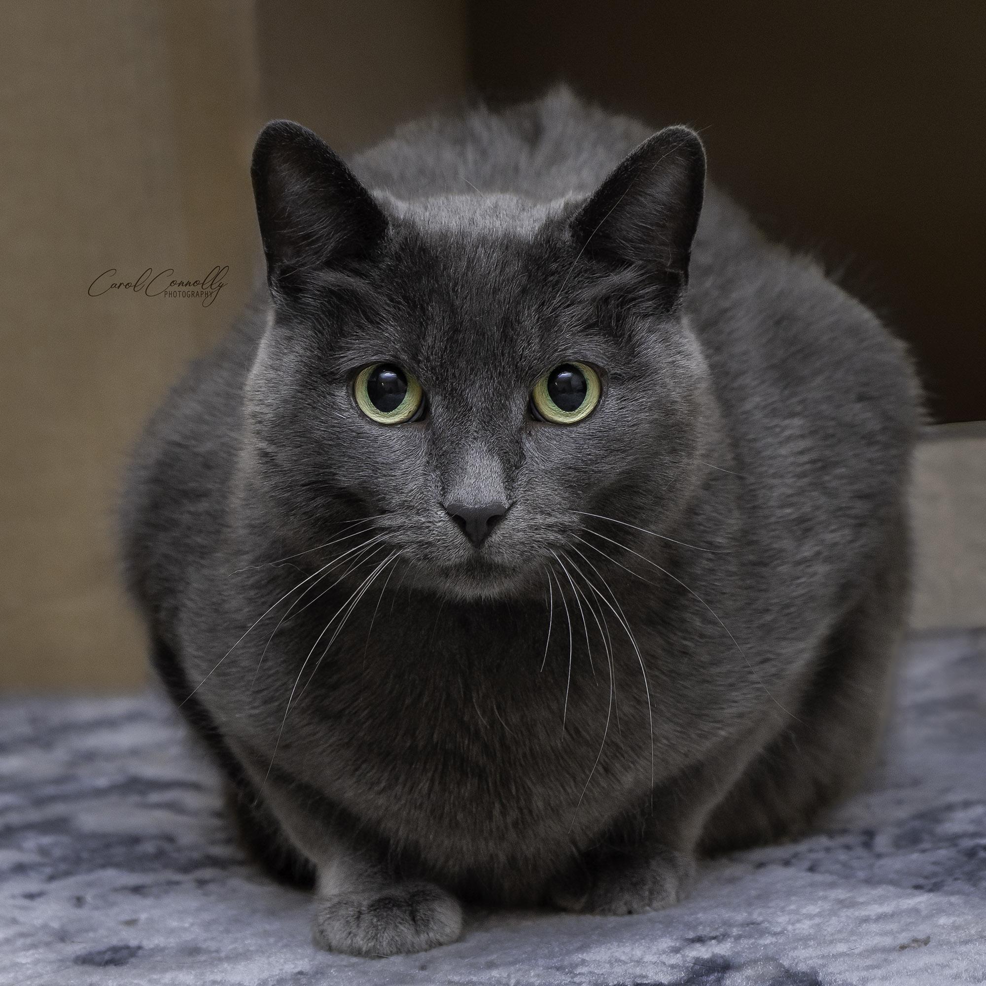 Enlarge Felix, a ADOPTABLE Domestic Short Hair in Wakefield, QC image 1/6