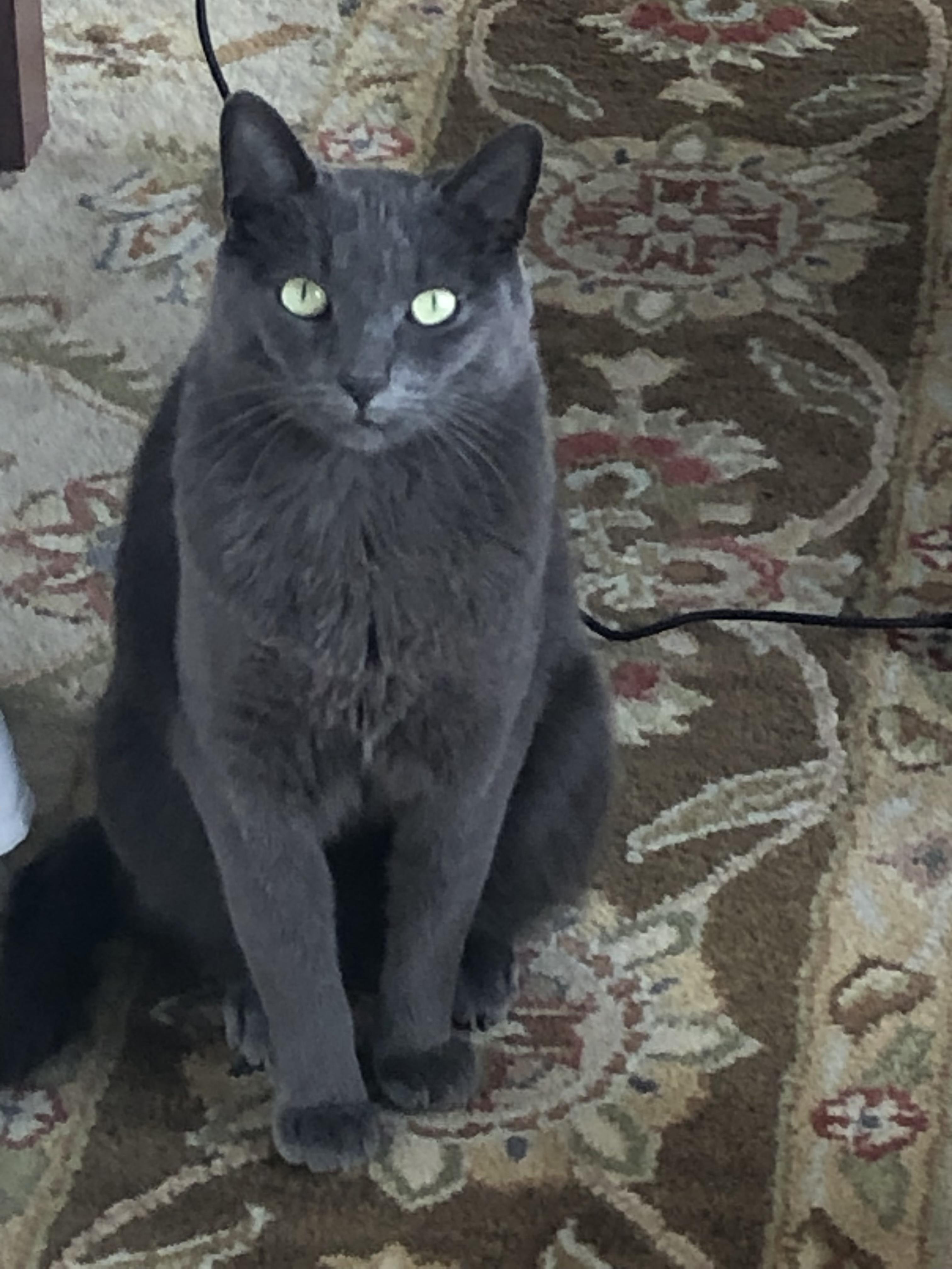 Enlarge Felix, a ADOPTABLE Domestic Short Hair in Wakefield, QC image 6/6