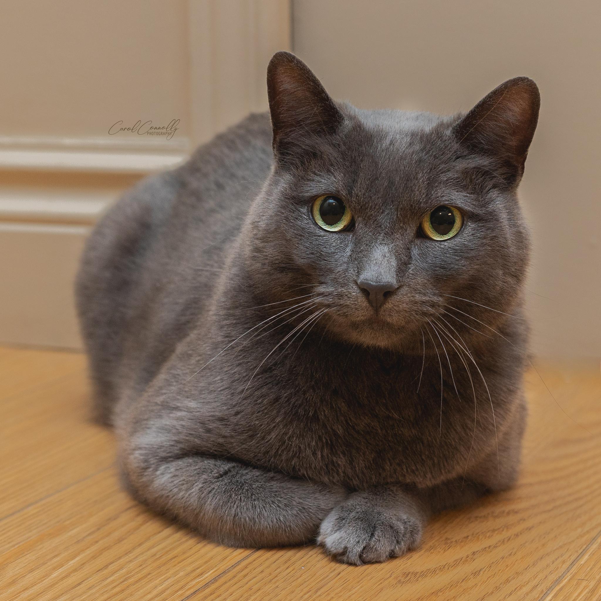 Enlarge Felix, a ADOPTABLE Domestic Short Hair in Wakefield, QC image 2/6