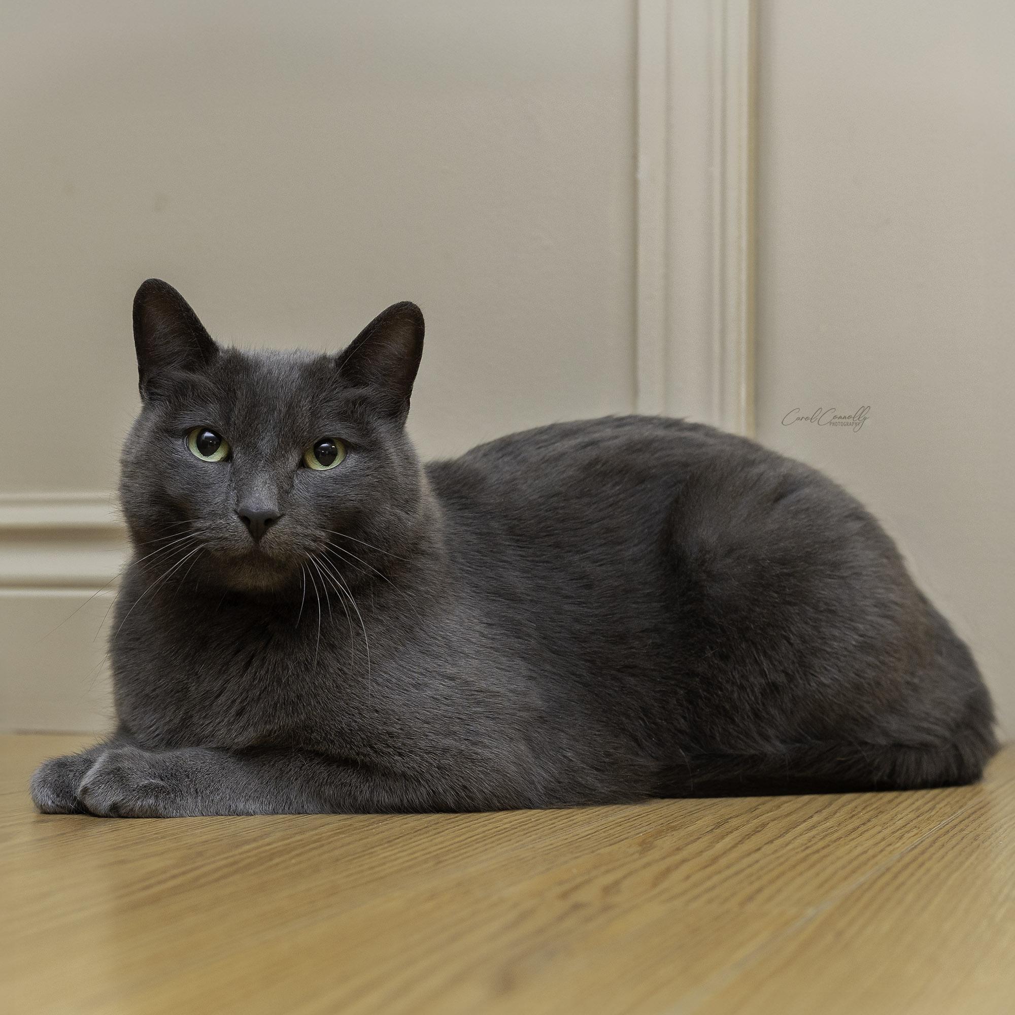 Enlarge Felix, a ADOPTABLE Domestic Short Hair in Wakefield, QC image 5/6