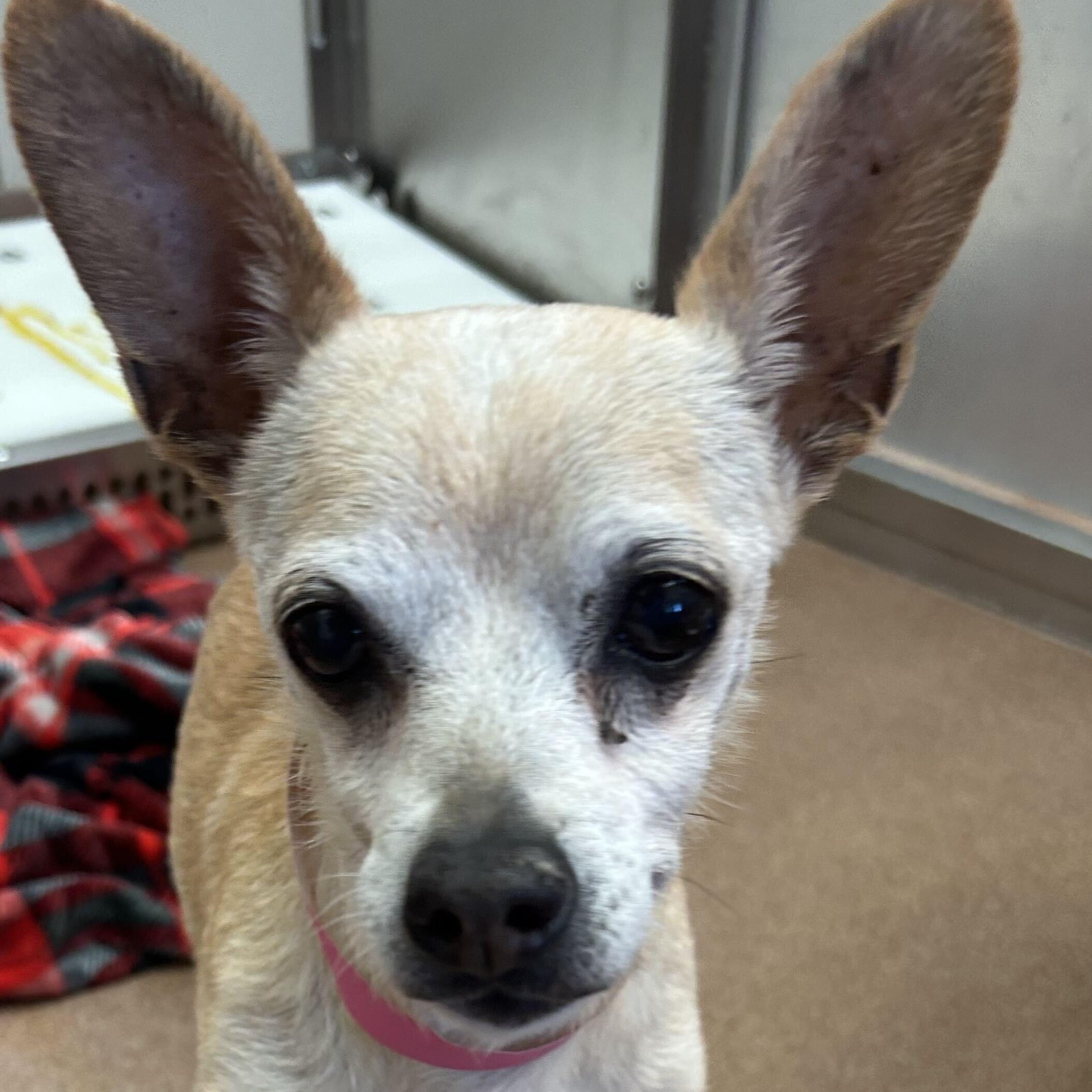 Enlarge Dolly Pawton, a Adoptable Chihuahua in Brooklyn, NY image 2/2