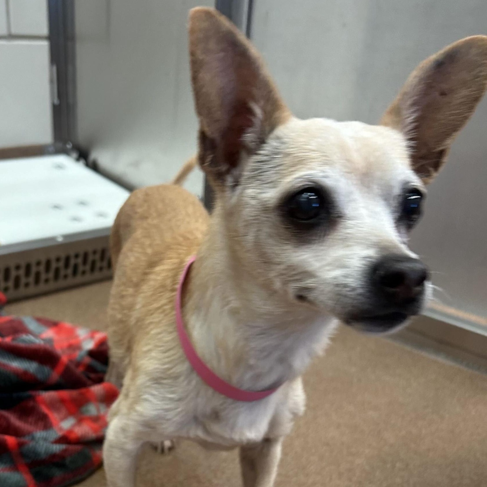 Dolly Pawton, Adoptable, Senior Female Chihuahua.