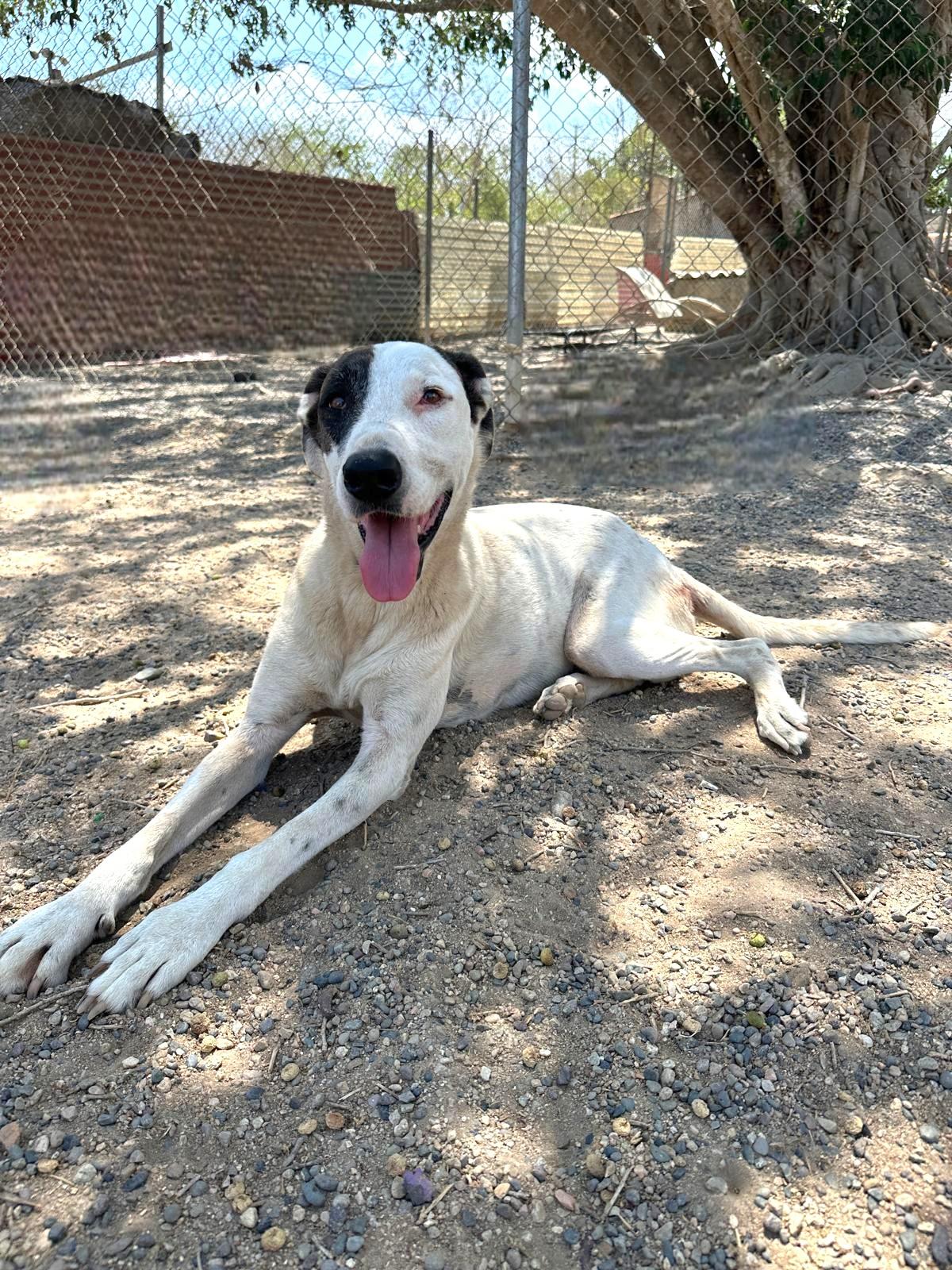 Enlarge Gina, a Adoptable mixed breed in Sacramento, CA image 2/6
