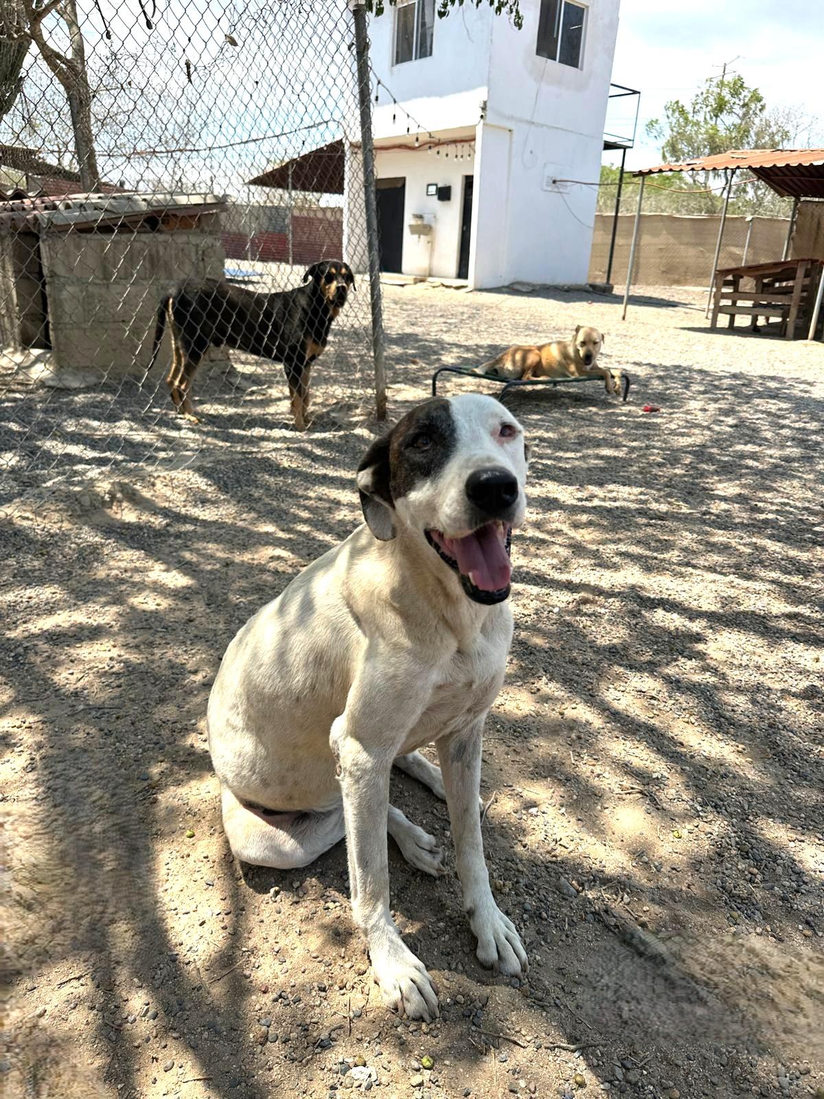 Enlarge Gina, a Adoptable mixed breed in Sacramento, CA image 4/6