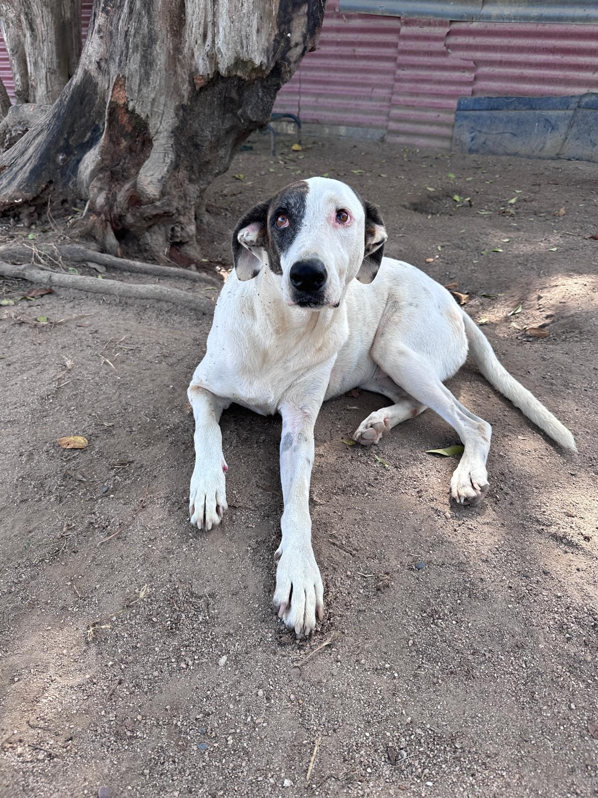 Enlarge Gina, a Adoptable mixed breed in Sacramento, CA image 3/6