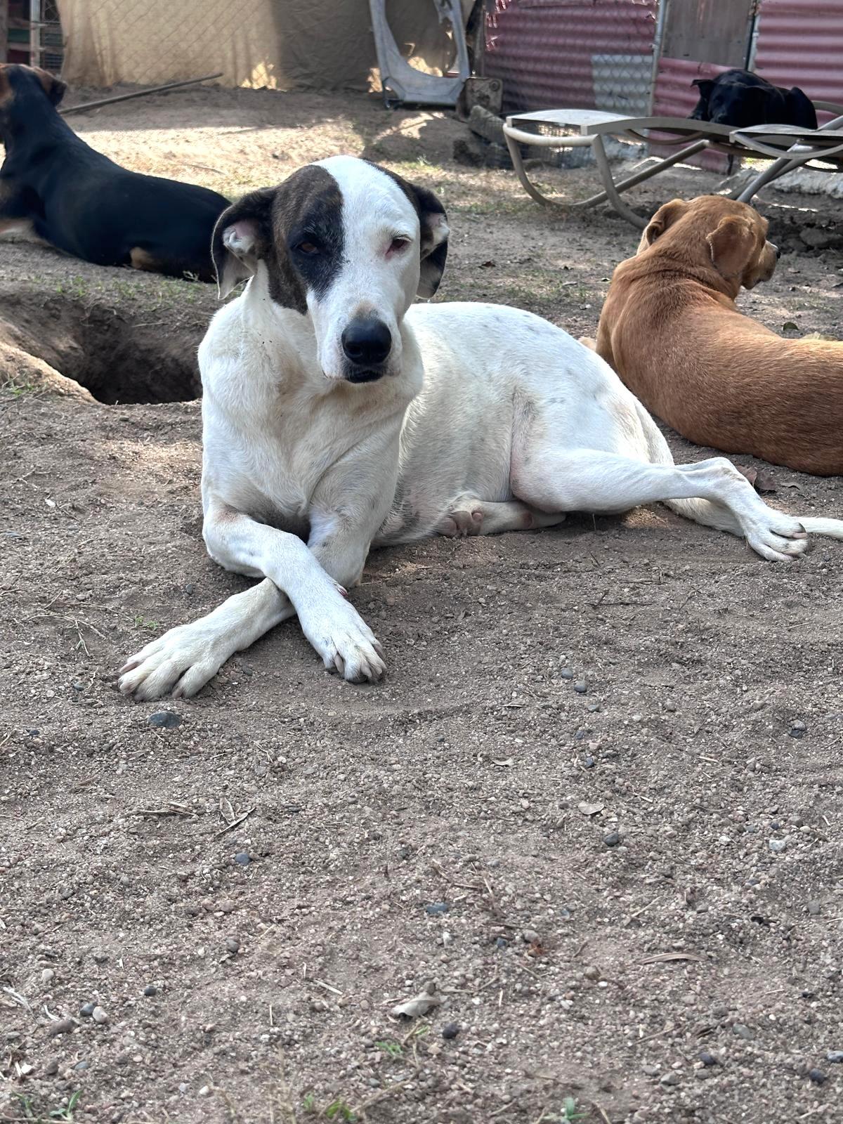 Enlarge Gina, a Adoptable mixed breed in Sacramento, CA image 5/6