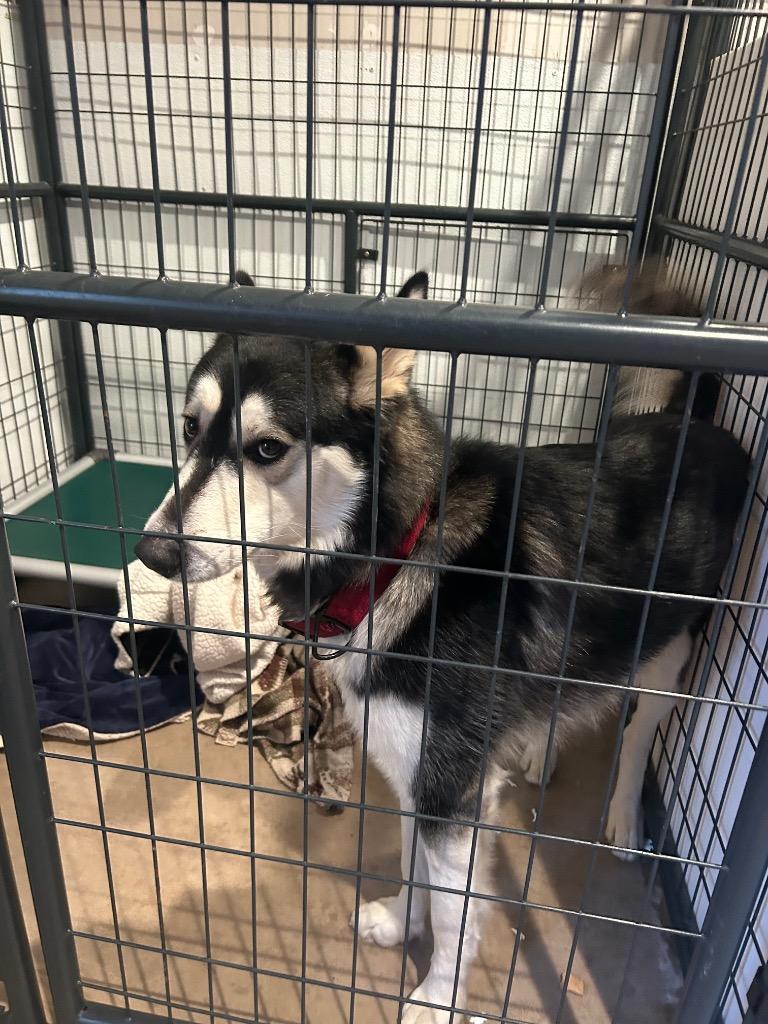 Enlarge Hagrid Blue, a Adoptable Husky in Ashland, WI image 1/6