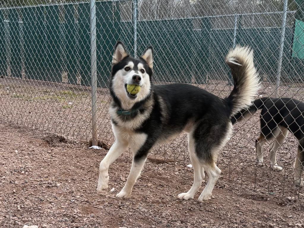 Enlarge Hagrid Blue, a Adoptable Husky in Ashland, WI image 2/6