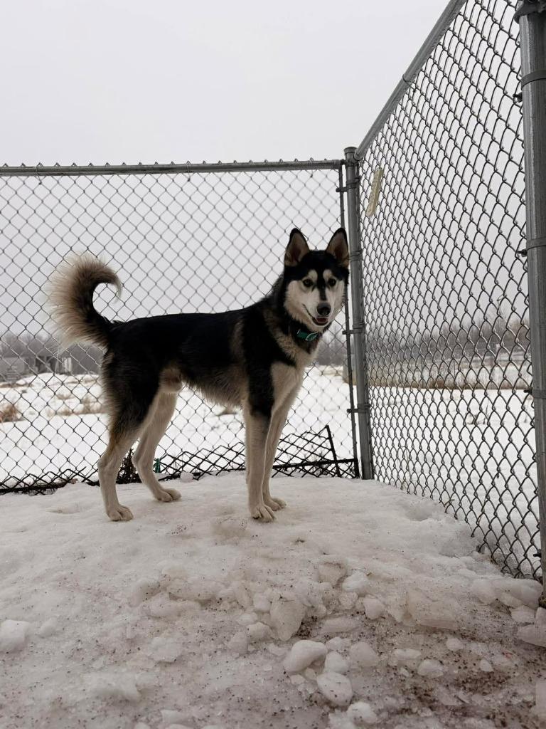 Enlarge Hagrid Blue, a Adoptable Husky in Ashland, WI image 3/6