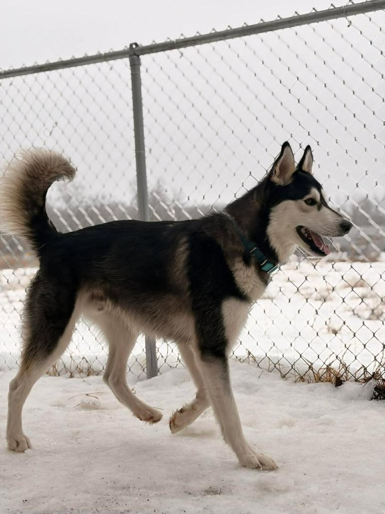 Enlarge Hagrid Blue, a Adoptable Husky in Ashland, WI image 4/6