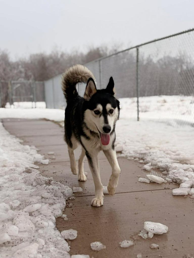 Enlarge Hagrid Blue, a Adoptable Husky in Ashland, WI image 5/6