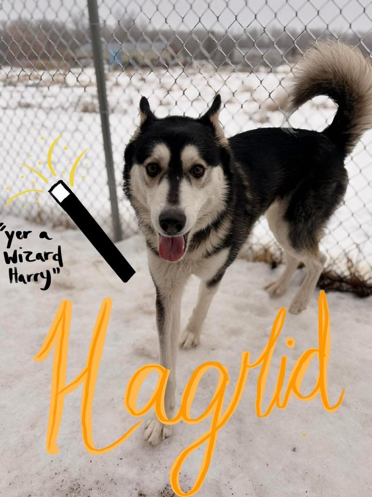 Enlarge Hagrid Blue, a Adoptable Husky in Ashland, WI image 6/6