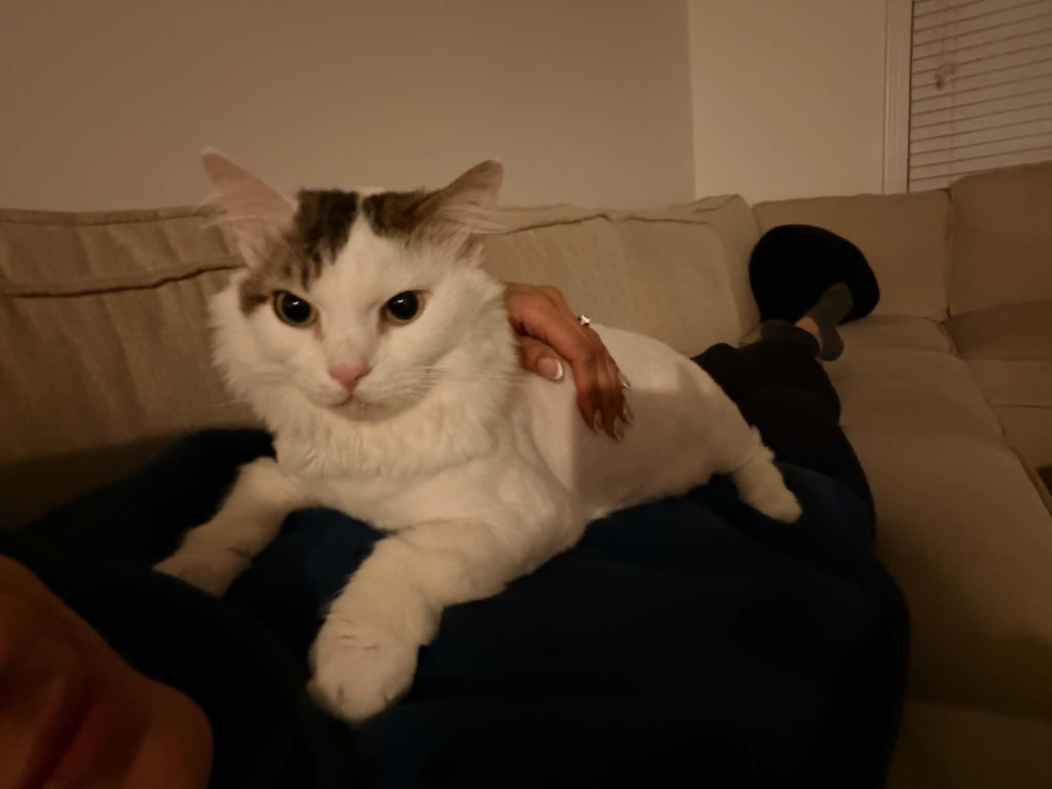Orio, (m) 8yrs Turkish Van angora, a ADOPTABLE mixed breed in Ottawa, ON image 5/5