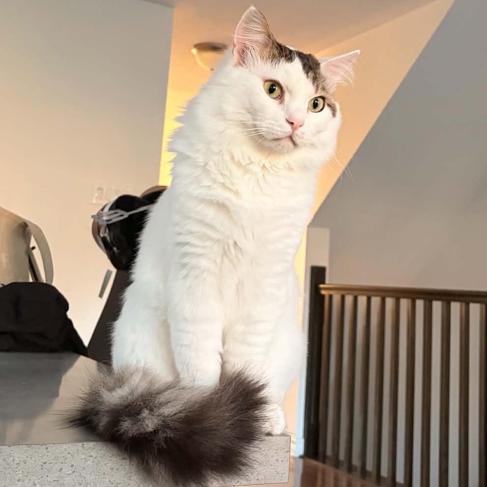 Orio, (m) 8yrs Turkish Van angora, ADOPTABLE, Senior Male Turkish Van & Turkish Angora.
