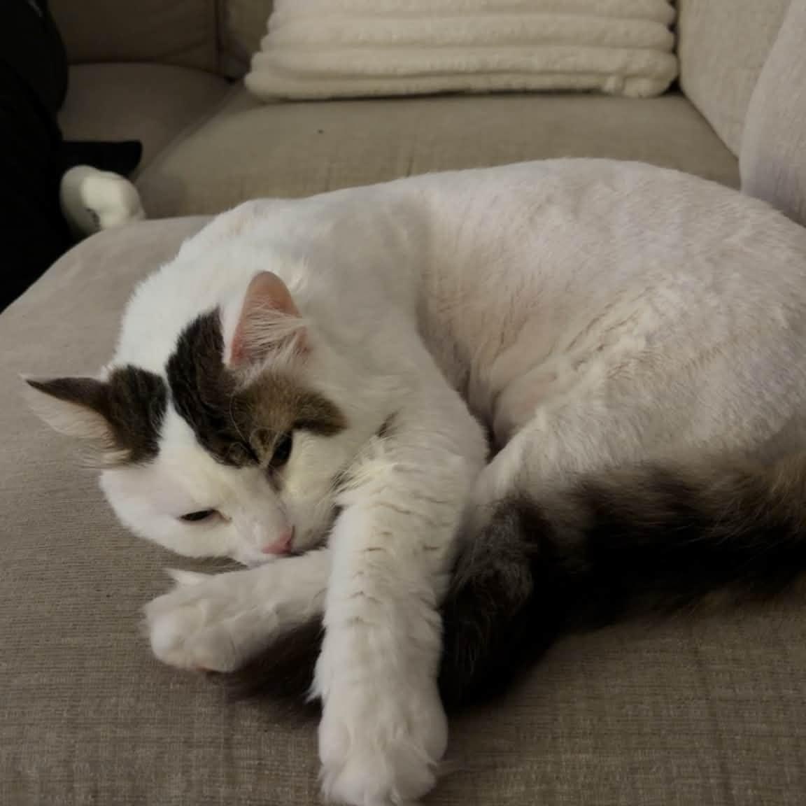 Orio, (m) 8yrs Turkish Van angora, a ADOPTABLE mixed breed in Ottawa, ON image 4/5