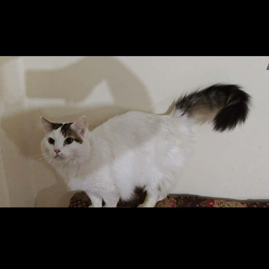 Orio, (m) 8yrs Turkish Van angora, a ADOPTABLE mixed breed in Ottawa, ON image 2/5