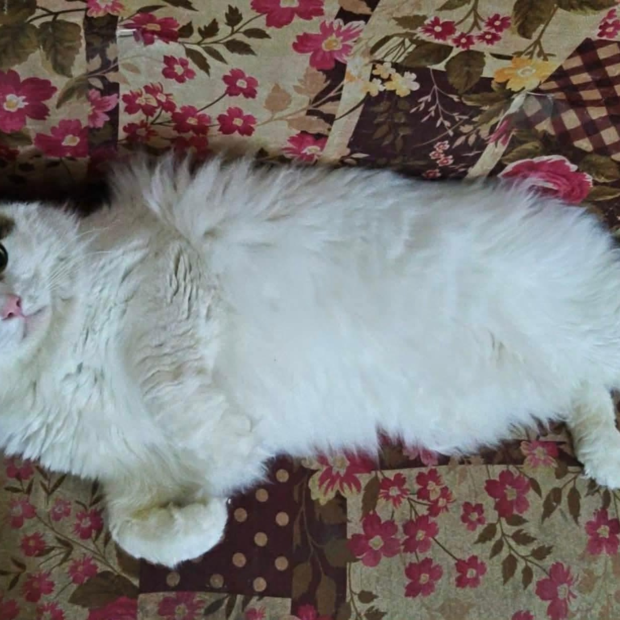 Orio, (m) 8yrs Turkish Van angora, a ADOPTABLE mixed breed in Ottawa, ON image 3/5