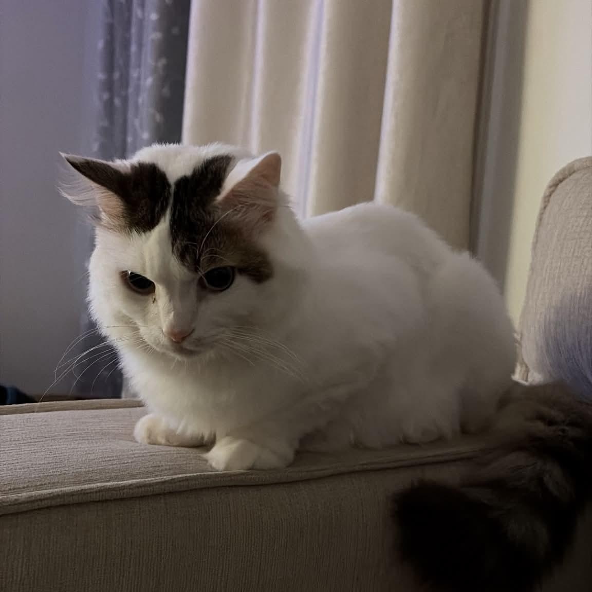 Orio, (m) 8yrs Turkish Van angora, a ADOPTABLE mixed breed in Ottawa, ON image 6/6