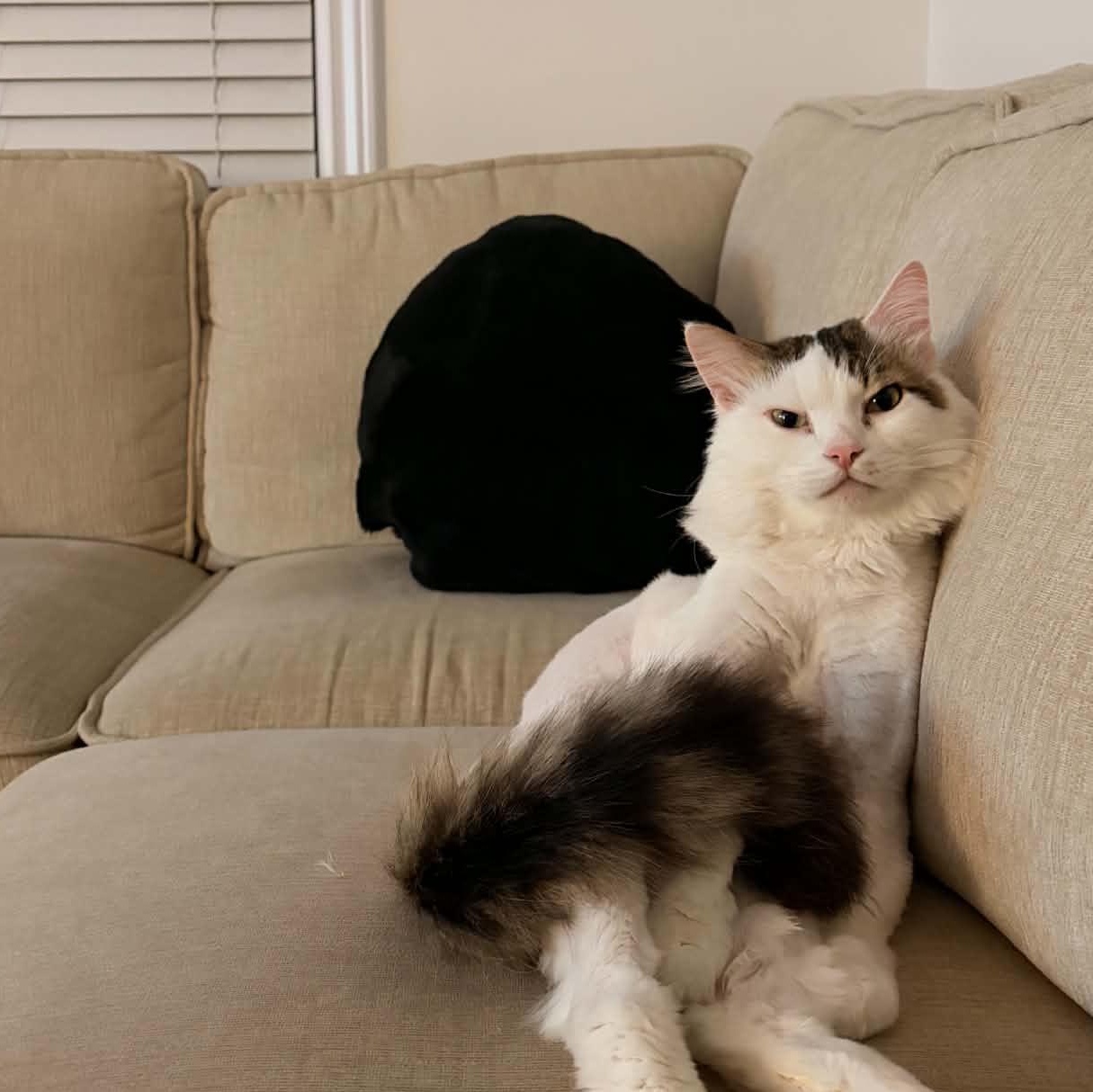Orio, (m) 8yrs Turkish Van angora, a ADOPTABLE mixed breed in Ottawa, ON image 1/5