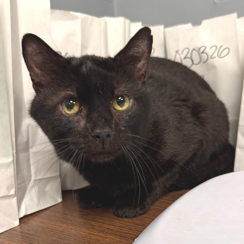 Barnaby aka 9C, Adoptable, Senior Male Domestic Short Hair.