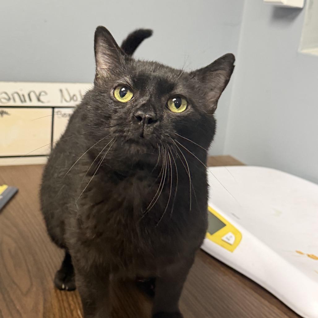 Barnaby aka 9C, a Adoptable Domestic Short Hair in Marion, VA image 2/2
