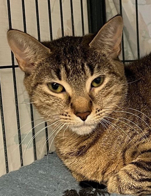 Duchess, Adult Female Abyssinian