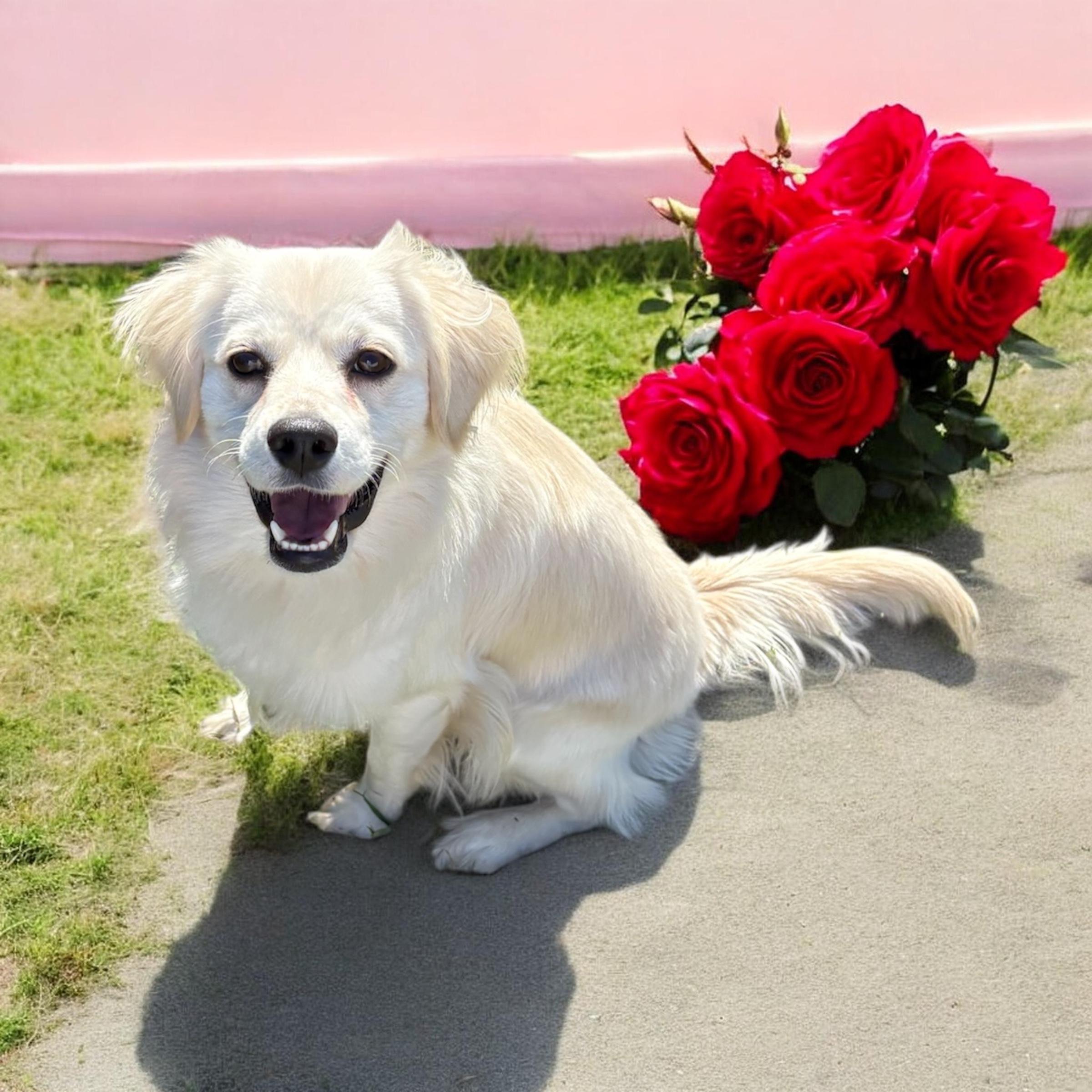 Kai, adopted, Young Male Golden Retriever.